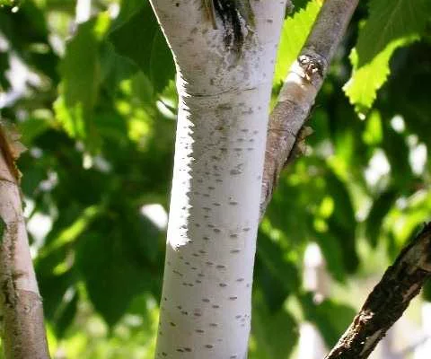 BETULA utilis 'Jacquemontii' - Bouleau blanc de l'Himalaya 'Jacquemontii'