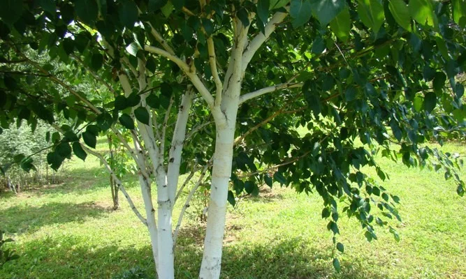 BETULA utilis - Bouleau blanc de l'Himalaya 'Jacquemontii'