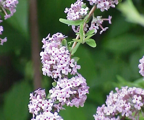 BUDDLEJA alternifolia - Arbre aux papillons à feuilles alternes