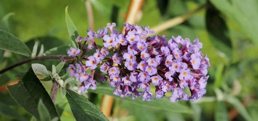 BUDDLEJA alternifolia - Arbre aux papillons à feuilles alternes