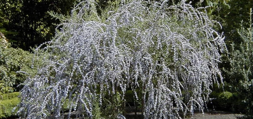 BUDDLEJA alternifolia - Arbre aux papillons à feuilles alternes