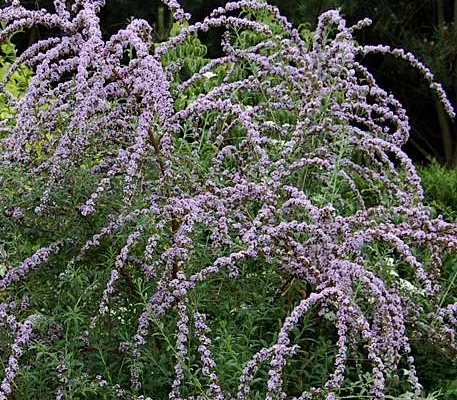 BUDDLEJA alternifolia - Arbre aux papillons à feuilles alternes