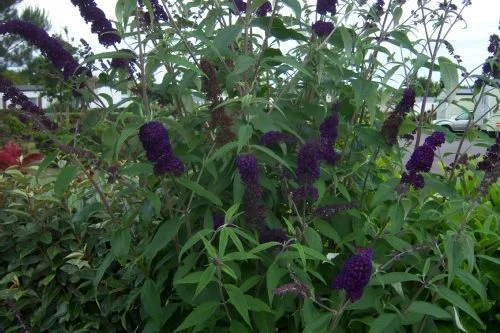 BUDDLEJA davidii 'Black Knight' - Arbre aux papilons