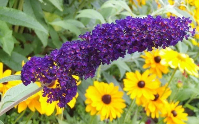 BUDDLEJA davidii 'Black Knight' - Arbre aux papilons