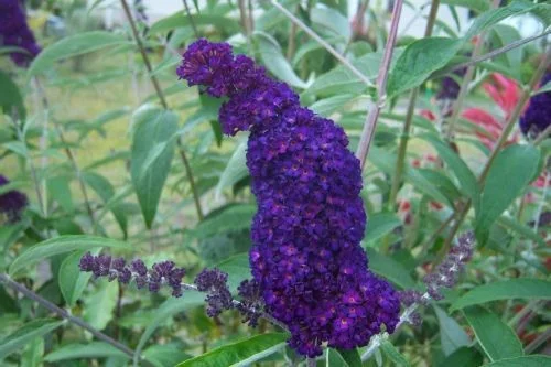 BUDDLEJA davidii 'Black Knight' - Arbre aux papilons