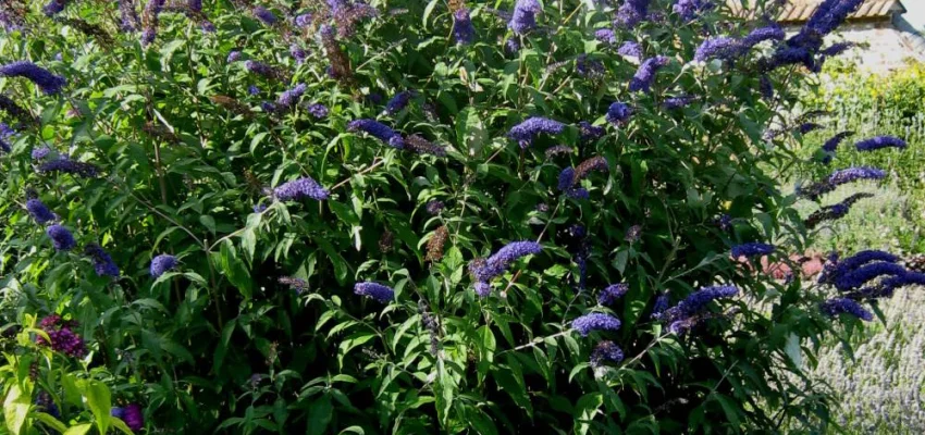 BUDDLEJA davidii 'Black Knight' - Arbre aux papilons