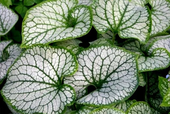 BRUNNERA macrophylla 'Sea Heart' ®