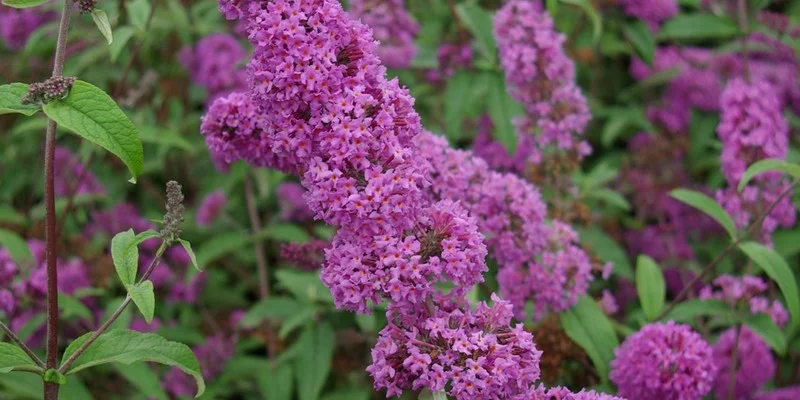 BUDDLEJA davidii 'Border Beauty' - Arbre aux papillons