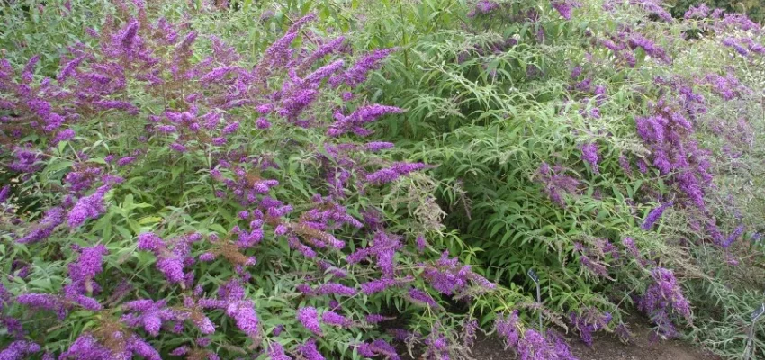 BUDDLEJA davidii 'Border Beauty' - Arbre aux papillons