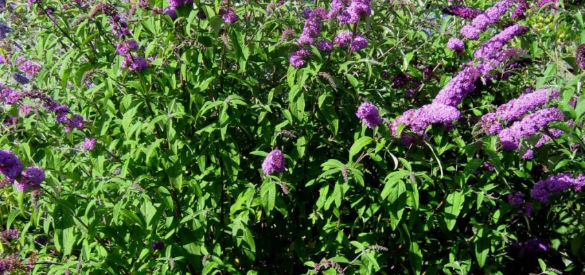 BUDDLEJA davidii 'Border Beauty' - Arbre aux papillons