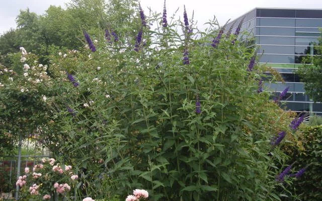 BUDDLEJA davidii 'Empire Blue' - Arbre aux papillons