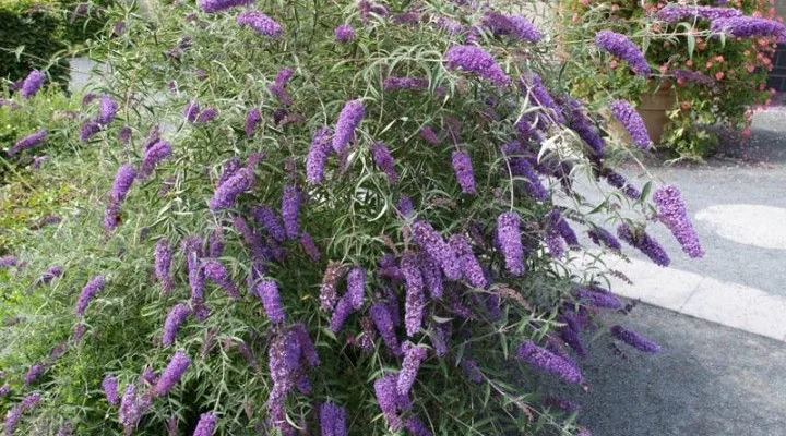 BUDDLEJA davidii 'Empire Blue' - Arbre aux papillons