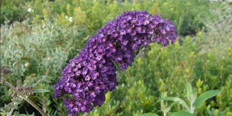 BUDDLEJA davidii 'Empire Blue' - Arbre aux papillons