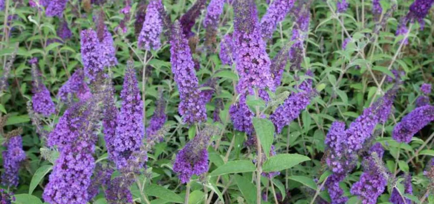 BUDDLEJA davidii 'Empire Blue' - Arbre aux papillons