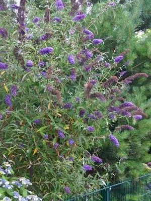 BUDDLEJA davidii 'Empire Blue' - Arbre aux papillons