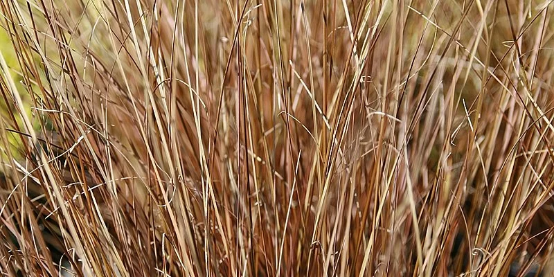 CAREX buchananii 'Red Rooster' - Graminée, Laîche