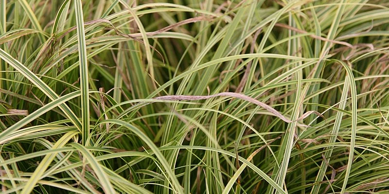 CAREX dolichostachya 'Kaga-nishiki'