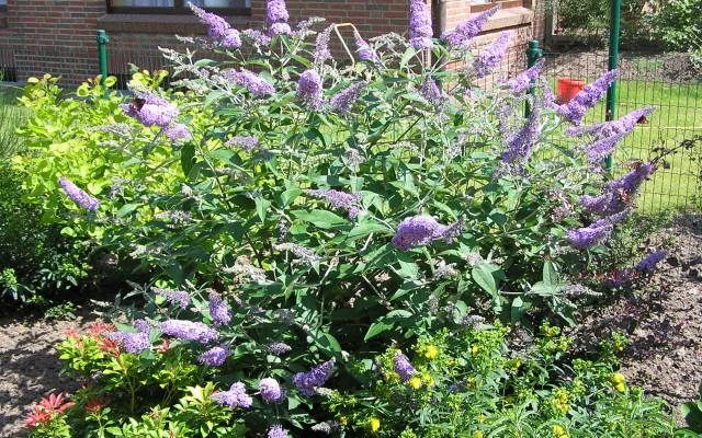 BUDDLEJA davidii 'Lochinch' - Arbre aux papillons