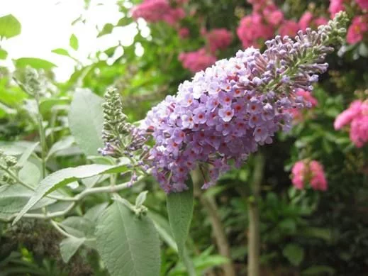 BUDDLEJA davidii 'Lochinch' - Arbre aux papillons