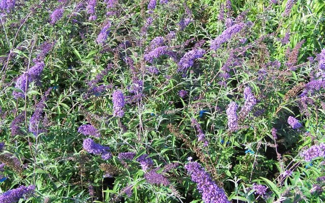 BUDDLEJA davidii 'Nanho Blue' - Arbre aux papillons nain