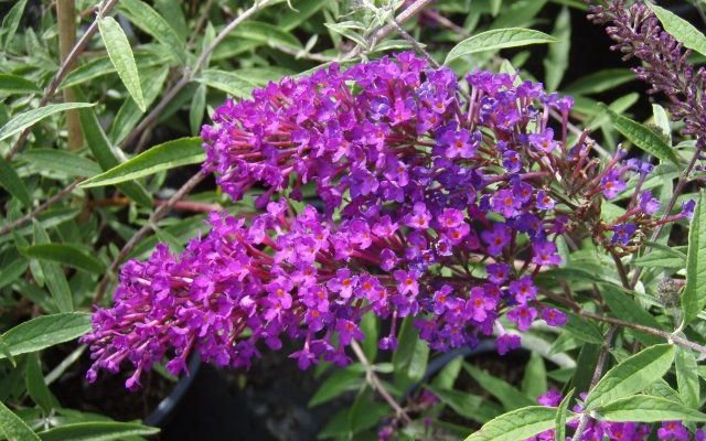 BUDDLEJA davidii 'Nanho Purple' - Arbre aux papillons nain