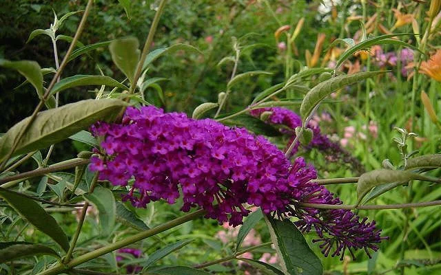 BUDDLEJA davidii 'Nanho Purple' - Arbre aux papillons nain