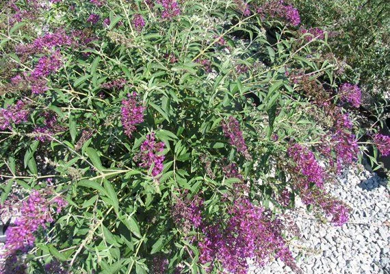 BUDDLEJA davidii 'Nanho Purple' - Arbre aux papillons nain