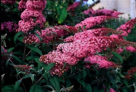 BUDDLEJA davidii 'Pink Delight' - Arbre aux papillons