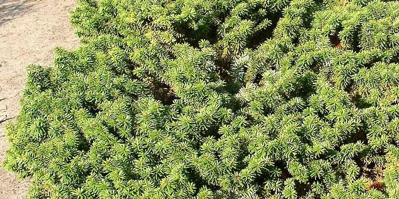 ABIES balsamea 'Nana' - Sapin baumier nain