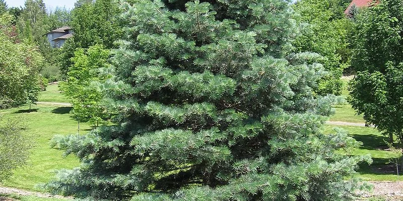 ABIES concolor - Sapin du colorado