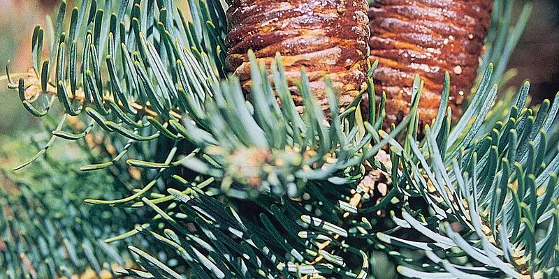 ABIES concolor - Sapin du colorado