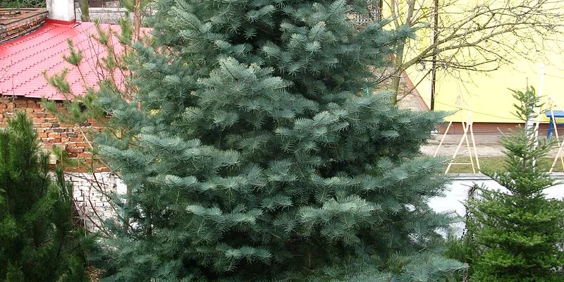 ABIES concolor - Sapin du colorado