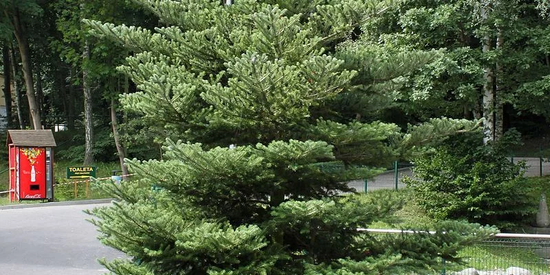 ABIES koreana - Sapin de Corée