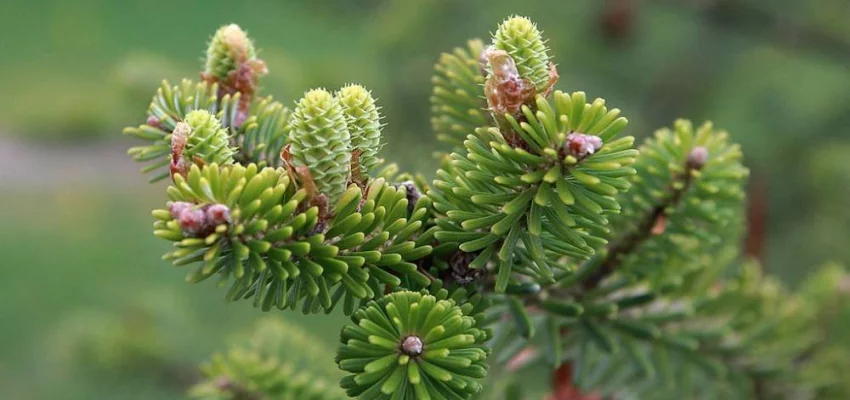 ABIES koreana - Sapin de Corée