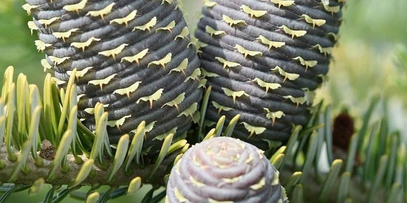 ABIES koreana - Sapin de Corée