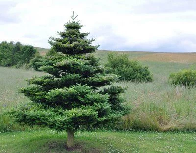 ABIES koreana - Sapin de Corée