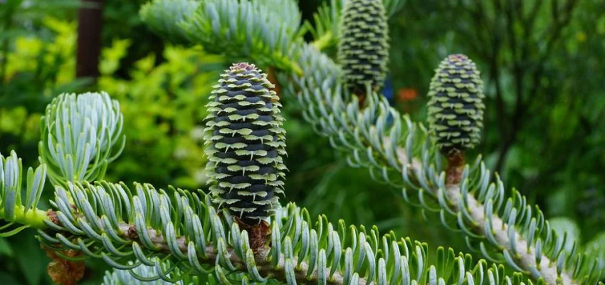 ABIES koreana 'Silberlocke' - Sapin de Corée 'Silberlocke'