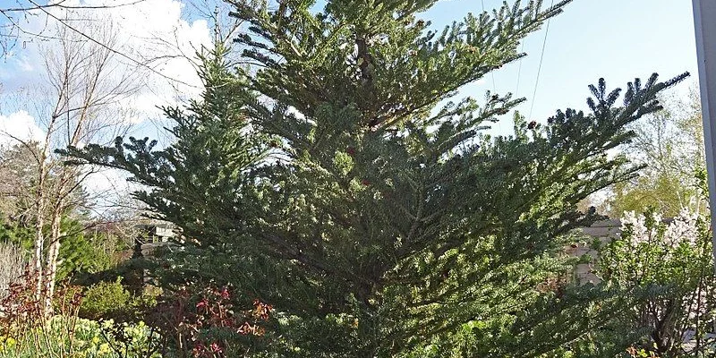 ABIES koreana 'Silberlocke' - Sapin de Corée 'Silberlocke'