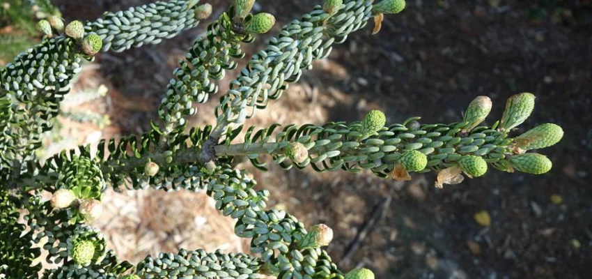 ABIES koreana 'Silberlocke' - Sapin de Corée 'Silberlocke'