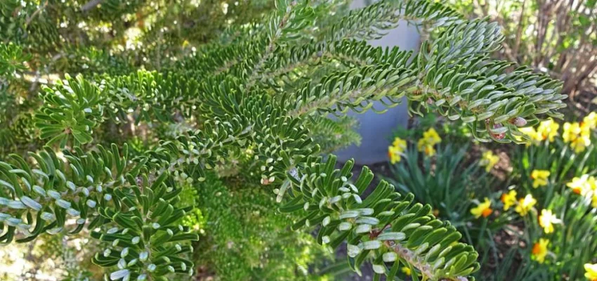 ABIES koreana 'Silberlocke' - Sapin de Corée 'Silberlocke'