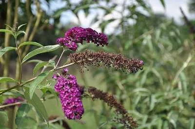 BUDDLEJA davidii 'Royal Red' - Arbre aux papillons