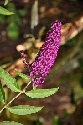 BUDDLEJA davidii 'Royal Red' - Arbre aux papillons