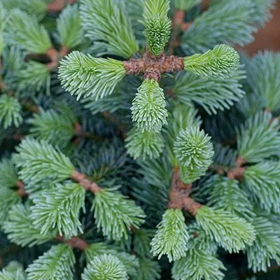 ABIES lasiocarpa 'Compacta' - Sapin subalpin nain