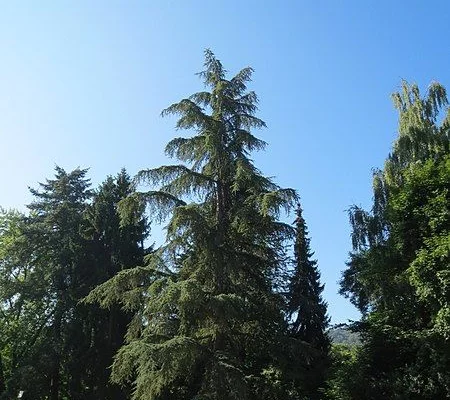 CEDRUS deodara - Cèdre de l'Himalaya