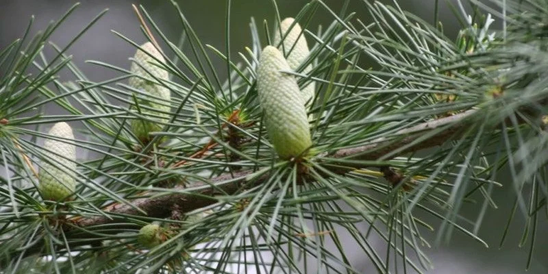 CEDRUS deodara - Cèdre de l'Himalaya