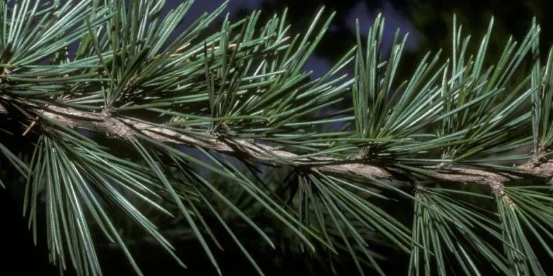 CEDRUS deodara - Cèdre de l'Himalaya