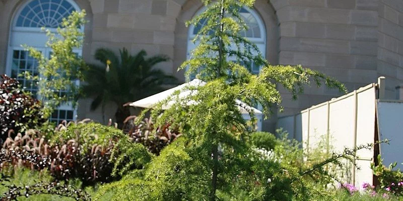 CEDRUS deodara 'Aurea' - Cèdre de l'Himalaya doré