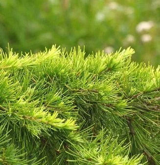 CEDRUS deodara 'Aurea' - Cèdre de l'Himalaya doré