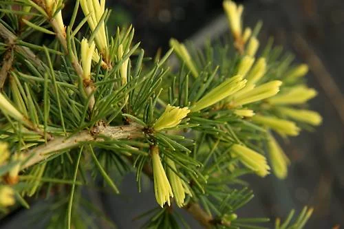 CEDRUS deodara 'Aurea' - Cèdre de l'Himalaya doré