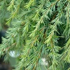 CEDRUS deodara 'Feeling Blue' - Cèdre de l'Himalaya rampant